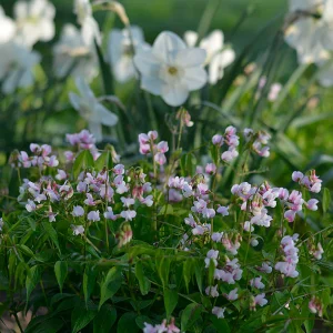 Vårärt 'Rosenelfe'