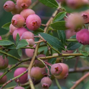 Amerikanskt blåbär 'Pink Lemonade'