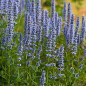Anisört, Anisisop 'Blue Fortune' stor kruka