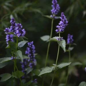 Anisört anisisop 'Blue Fortune'