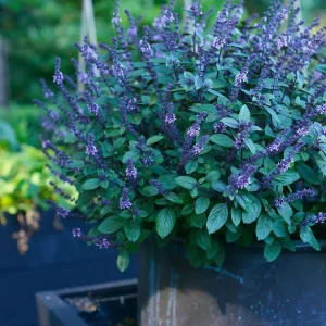 Basilika 'Magic Blue'