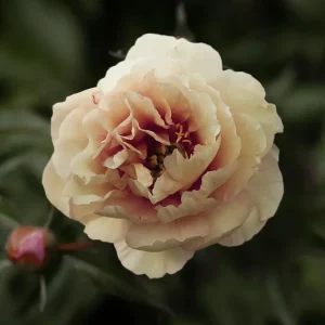 Pion (Itoh) 'Canary Brilliants'