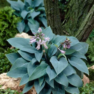 Blåfunkia 'Halcyon'