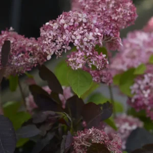 Vidjehortensia 'Invincibelle' (Pink Annabelle)