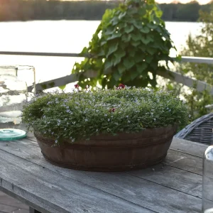 Vit blåstjärna