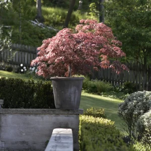 Flikbladig japansk lönn 'Garnet'