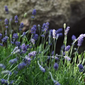 Lavendel 'Essence Purple', Stort exemplar