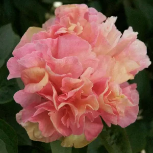 Pion 'Lois Choice'