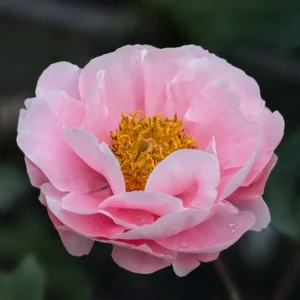 Pion 'Salmon Chiffon'