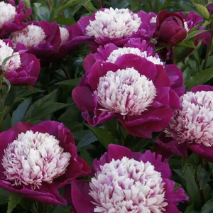 Pion 'White Cap'