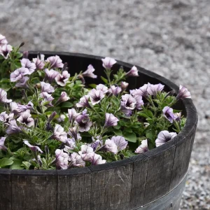 Petunia (Surfiniaserien) 'Tiramisu'