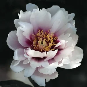Pion (Itoh) 'Cora Louise'