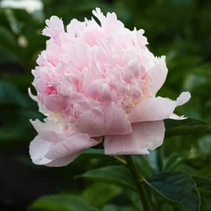 Pion 'Angel Cheeks'