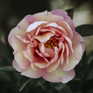 Pion (Itoh) 'Magical Mystery Tour'