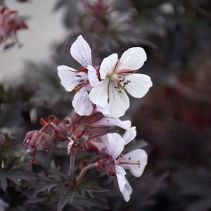 Praktnäva 'Midnight Ghost'