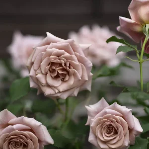 Tehybridros 'Koko Loko'