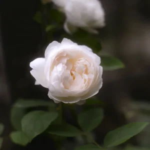 Klätterros 'Uetersener Klosterrose'