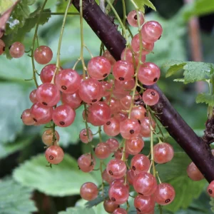 Rosa vinbär 'Pink Champagne'