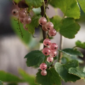 Rosa vinbär 'Aili'