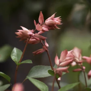 Salvia 'Apricot'