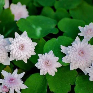 Sippruta 'Cameo'