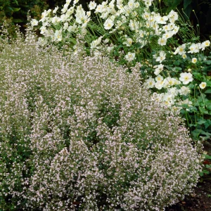 Stenkyndel 2 L