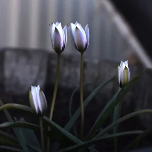 Violtulpan 'Alba Coerulea Oculata'