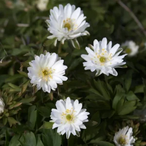 Vitsippa 'Bracteata Pleniflora'