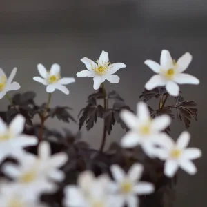 Vitsippa "Dark Leaf"