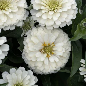 Zinnia 'Oklahoma White'
