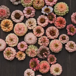 Zinnia 'Oklahoma Salmon'