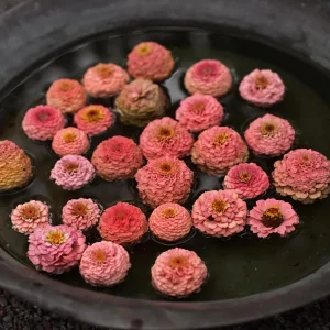 Zinnia 'Salmon Queen'