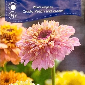 Zinnia Cresto Peach and Cream