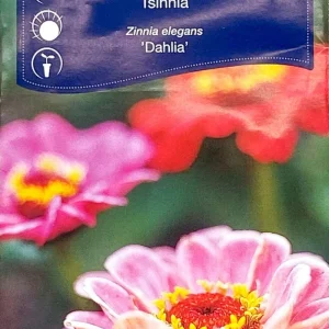 Zinnia Dahlia