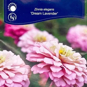 Zinnia Dream Lavender
