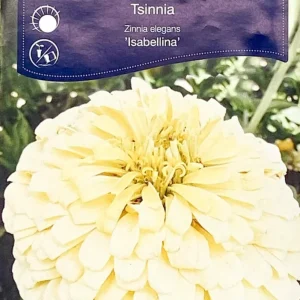 Zinnia Isabellina