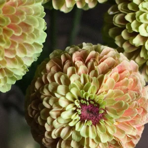 Zinnia 'Queeny Lime Blush'