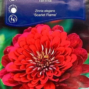 Zinnia Scarlet Flame