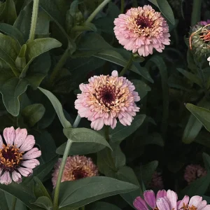 Zinnia 'Zinderella Lilac'