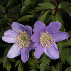 Vitsippa 'Royal Blue'