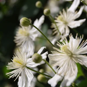 Vitalba-klematis 'Paul Farges'