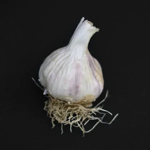 Vitlök 'Sabagold'