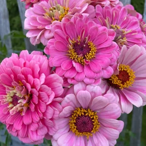 Zinnia Luminosa